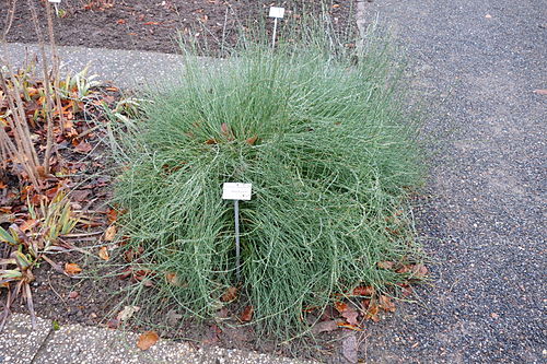 Ephedra gerardiana